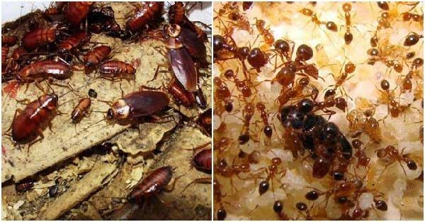Chỉ cần một quả chanh cả đời nhà bạn sẽ không cần phải lo muỗi, kiến, gián