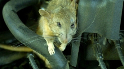 Kinh nghiệm chống chuột trên xe ô tô cực kỳ hiệu quả